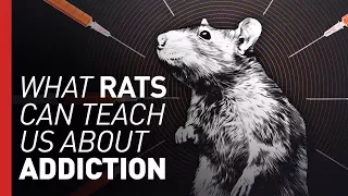 How the flawed Rat Park experiment launched the drug war