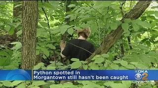 15-Foot Python Still On The Loose In West Virginia