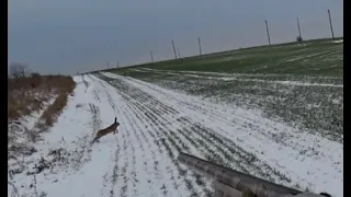 Охота на зайца,лису "Изобилие дичи" (Hunting for hare, Fox " Abundance of game")