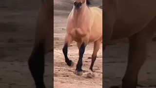 cavalo spirit na vida real
