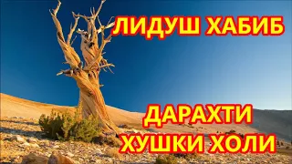 ЛИДУШ ХАБИБ-УЗУМ ДАХТАНД ДАРАХТИ ХУШКИ ХОЛИ