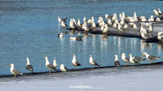 Хохотуньи на Днепре. Larus cachinnas. Птицы Беларуси.