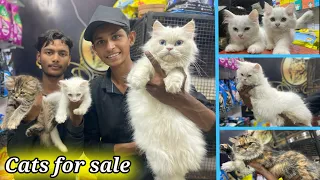 Pet😍Market in Hyderabad🔥Persian Cats🐈Cheapest Price Market|Royal Cat|Murgi Chowk|Persian cat kittens