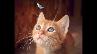 Baby Cats - Cute and Funny Videos Compilation || Cute Cats Omg
