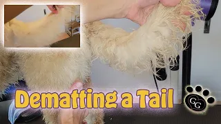 Dematting a Tail - Tips and Tricks to Help Remove Matting - Gina's Grooming