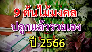 9 ต้นไม้มงคล ปลูกแล้วรวย เฮง เรียกทรัพย์ รับโชคดี เสริมดวง ค้าขายดี รวย เฮง จัดหนัก! ประจำปี 2566 🌿