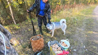 НАРЕЗАЛИ МНОГО ГРИБОВ В КРАСИВОМ ОСЕННЕМ ЛЕСУ.  ПРОСТО СКАЗКА.