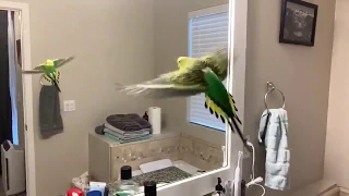 Kiwi the flapperator (slow-mo)