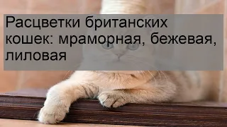 Расцветки британских кошек: мраморная, бежевая, лиловая