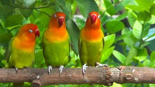 Lovebird Chirping and Singing Sounds - Pastel Green Trio