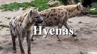 Hyenas | animals video | 4K animals | wild animals