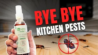 Pest Control: Say Goodbye To Bugs And Insects