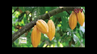 SEEDS OF GOLD: Why you should choose cocoa for your next investment