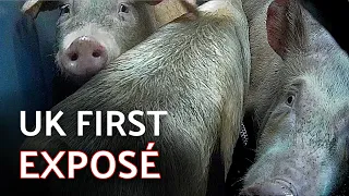 BREAKING: UK FIRST INVESTIGATION INSIDE PIG GAS CHAMBER (Pilgrim’s Pride, Manchester)