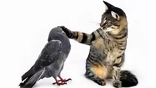 Funny Pigeon Annoying Cats and Dogs Videos - Pigeons vs Dogs and Cats | Funny Birds Compilation