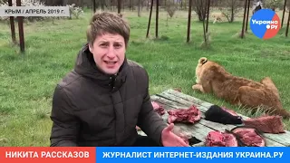 Львы вышли на свободу