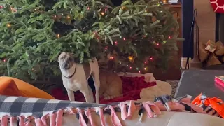 Dog tries to destroy Christmas tree just like a cat #shorts