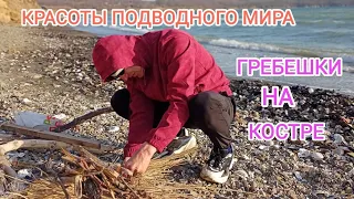 Гребешок морской. Подводный мир. Дайвинг для начинающих. Жизнь в Приморье.