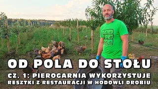 „Od pola do stołu” cz. 1: Pierogarnia wykorzystuje resztki z restauracji w hodowli drobiu