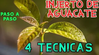 INJERTO DE AGUACATE PASO A PASO / PALTA / 4 TECNICAS / TODAS LA VARIEDADES / HASS, METODOS EFECTIVOS