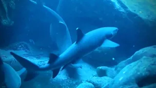 Rare Footage: White Tip Reef Sharks Mating