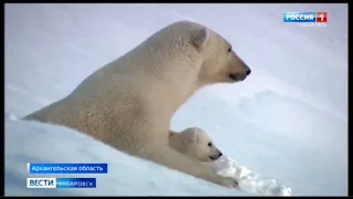 Международный день белого медведя отметили 27 февраля