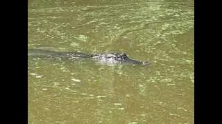 Gator Swimming