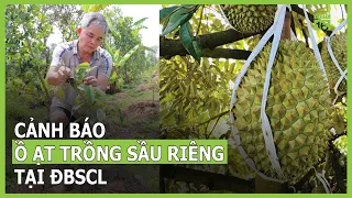 Cảnh báo tình trạng ồ ạt trồng sầu riêng tại ĐBSCL | VTC16