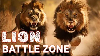 LION BATTLE ZONE | LION COUNTRY | WildLife Documentary Hindi Animal Planet