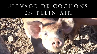 Découverte d'un élevage de cochons en plein air...