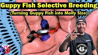 Guppy Fish Selective Breeding Ft. Jufel Mendez | Unli-Guppies