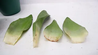 Sansevieria Moonshine (Snake Plant) Propagation by Leaf Cuttings