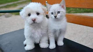 Unbelievable cat and dog moments that will make you laugh and cry 😂😭 #cute #funny