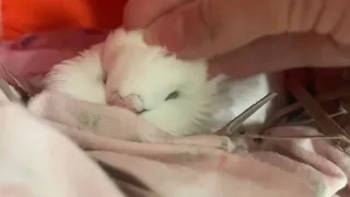 Very happy pigeon getting pet up close