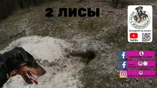 Охота с ягдтерьером, 2 лисы. Fox Hunt with Jagdterrier