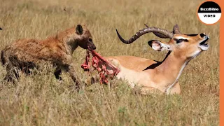 Hunted By leopard ... Eaten By Hyenas !!