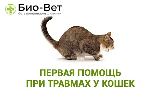 Первая помощь при травмах у кошек. Ветеринарная клиника Био-Вет.