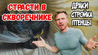 Как скворцы выводят птенцов!