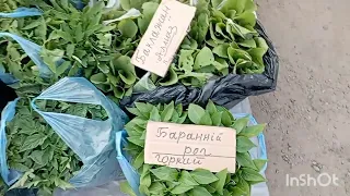 Ціни на базарі🔥 На Розсаду 🌱 Петунії🌺 Квіти. Поросятка 🐷 Одеська область. 21.05.23.