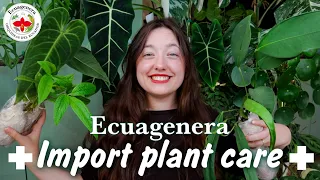 PLANT HAUL | The Correct Way to Acclimate Import Plants
