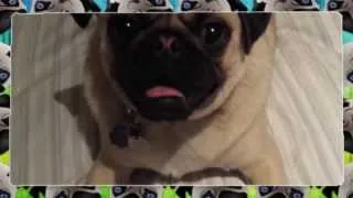 Funny Pug compilation 2014 NEW HD part 2