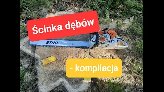 Ścinka dębów - kompilacja