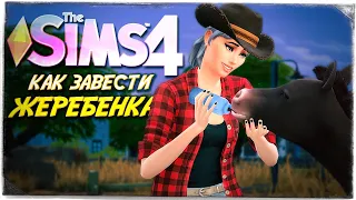 WOOHOO У ЛОШАДЕЙ! КАК ЗАВЕСТИ ЖЕРЕБЕНКА? // КОННОЕ РАНЧО ФОКСОВ СИМС 4! // The Sims 4 Horse Ranch