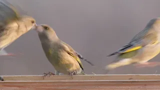 Birds at feeder