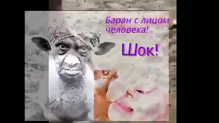 Жесть!!!такого вы еще не видели!баран с лицом человека шооок