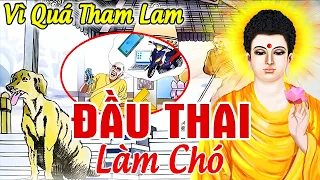 Nhân Quả Báo Ứng Hay Nhất 2024, Vì Quá THAM LAM Người Đàn Bà Kiếp Sau Bị ĐẦU THAI LÀM CHÓ Để Giữ Của