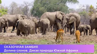 Сказочная Замбия. 1-сезон, 1-серия. Долина слонов