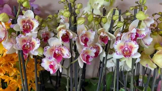 🌸 ПРОДАЖА ОРХИДЕЙ. 08.09.22 БАБОЧКИ, Редкие Эксклюзивные сорта обзор орхидей. Купить орхидею почтой