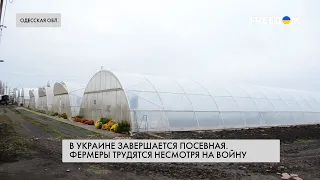 Украинские аграрии завершают посевную. Что известно