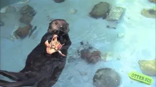 Otter 501 Eats Crab on Her Own